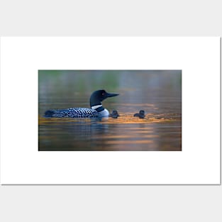 Spotlight - Common Loon Posters and Art